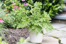 Citronella