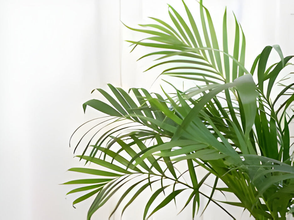 Areca Palm (Small) - Plant