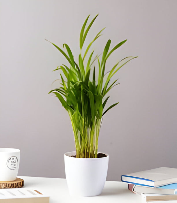 Areca Palm (Small) - Plant