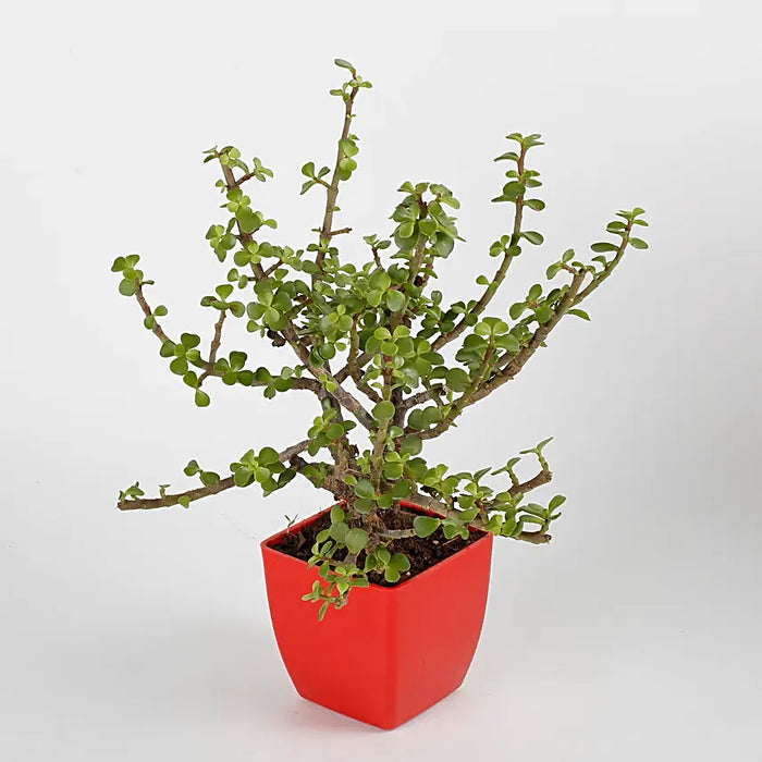 Jade Plant in Red pot
