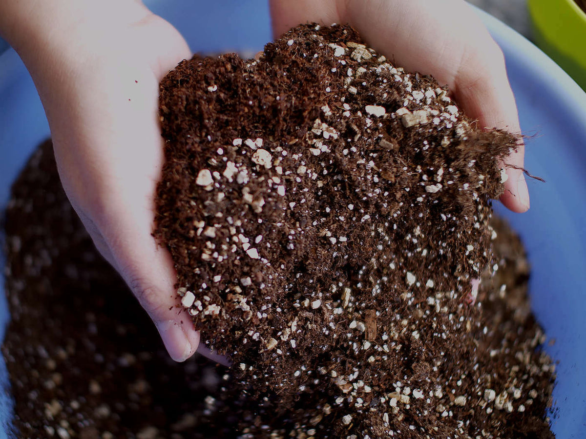 Cactus and Succulent Potting Mix (100gms) — Plan A Plant