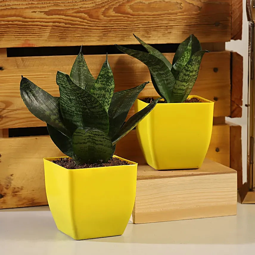 Low Maintenance Plants