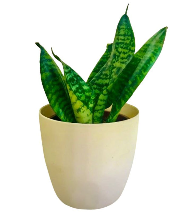 Snake plant with recyclable pot