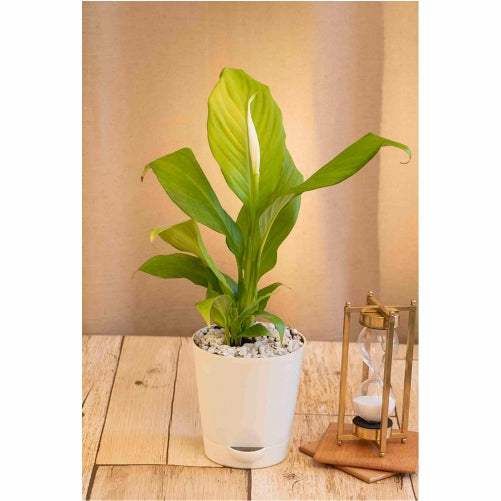 PeaceLily plant in 5inch Self Watering pot