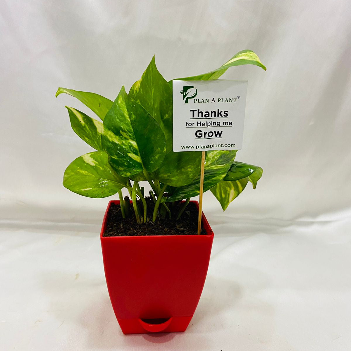money plant in water pot Money plant Green in 3inch Self Watering pot — Plan A Plant