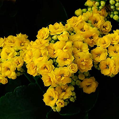 Kalanchoe (yellow) Plant
