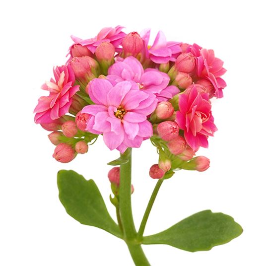 Kalanchoe (Pink) Plant In 5inch Self Watering Pot