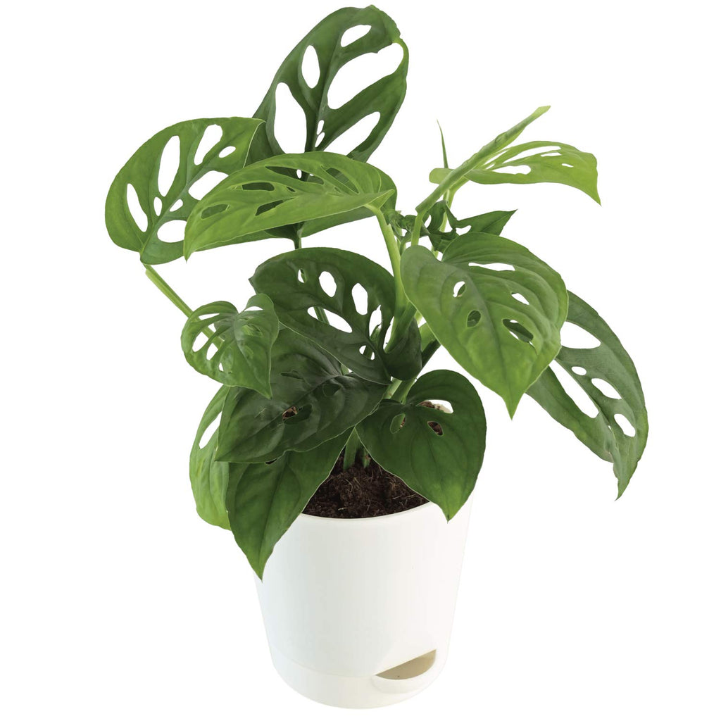 philodendron broken heart plant benefits Broken Heart Plant 5 inch Self Watering Pot — Plan A Plant