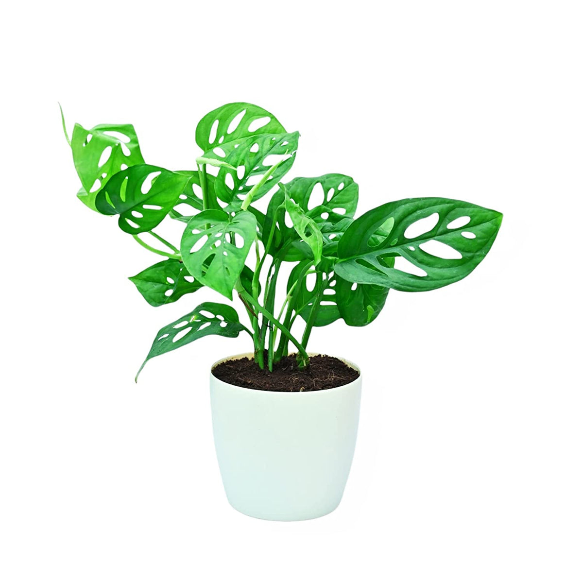 broken heart philodendron Broken Heart Plant 4inch Rounda Pot — Plan A Plant
