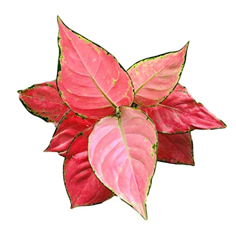 aglaonema import Aglaonema Pink Beauty in Plastic pot — Plan A Plant