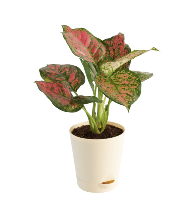 Aglaonema Pink Beauty Plant with Self Watering Pot