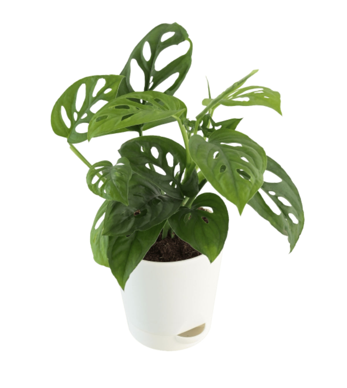 monstera adansonii vs philodendron broken heart Broken Heart Plant — Plan A Plant