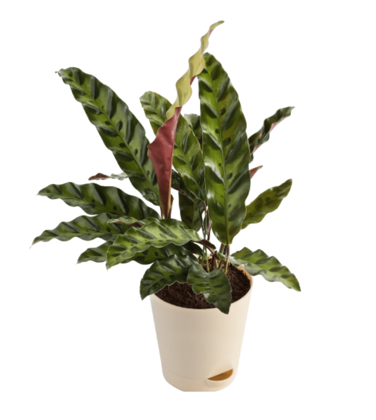 calathea snake plant Calathea Rattle Snake — Plan A Plant