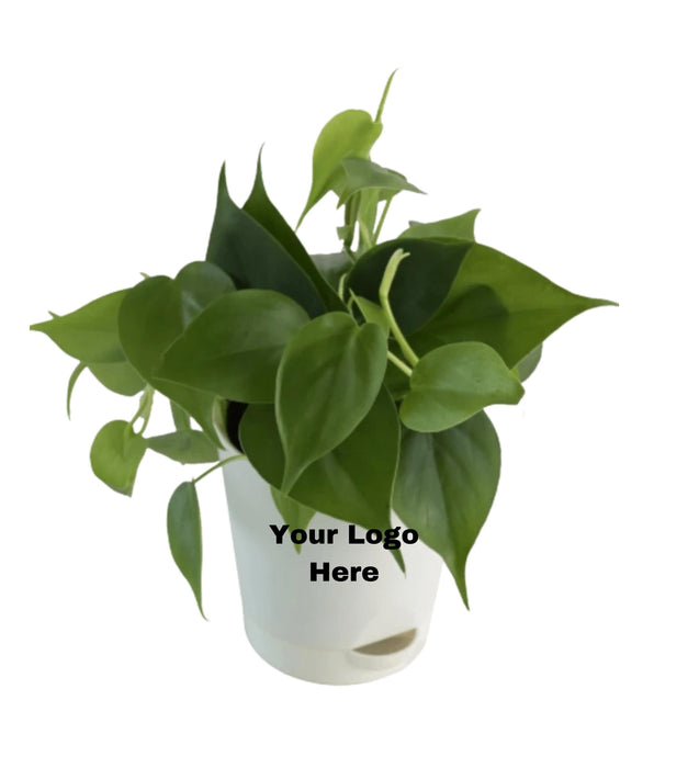 Philodendron Oxycardium Plant (Set Of 5)