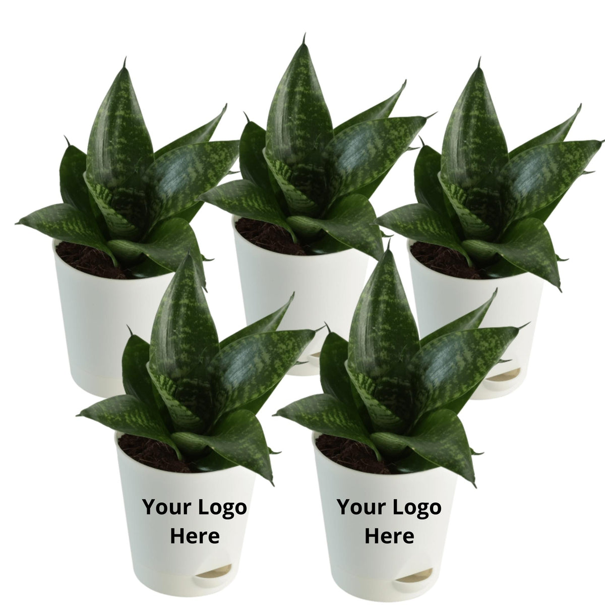 all snake plants for 5 Snake Plant Green (Set of 5 ) — Plan A Plant