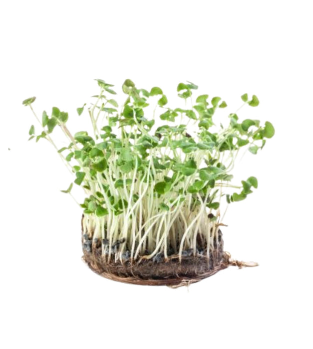 Basil Microgreens 10 seeds