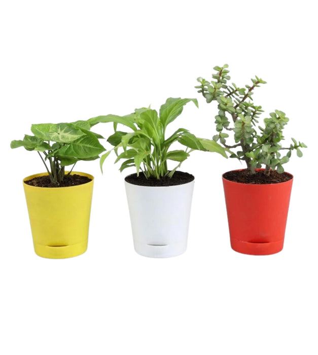 Plant Parent Basic Pack