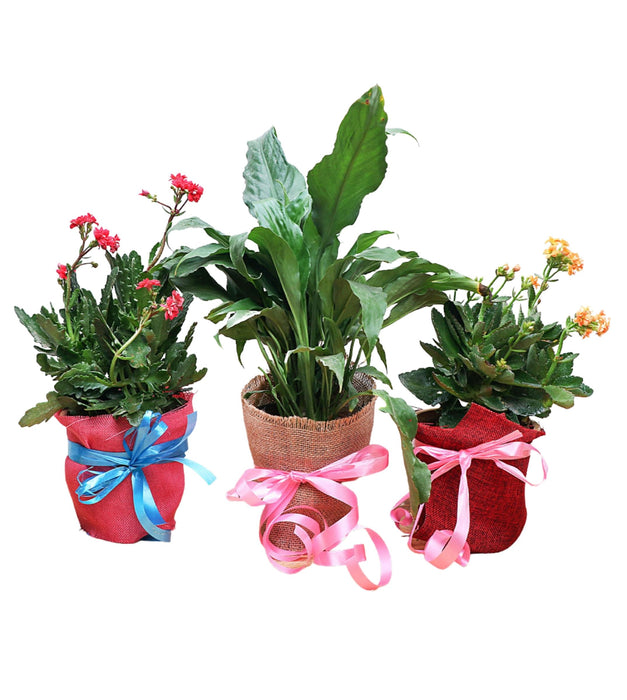 Best 3 Beautiful Gifting Plants