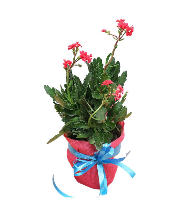 Best 3 Beautiful Gifting Plants