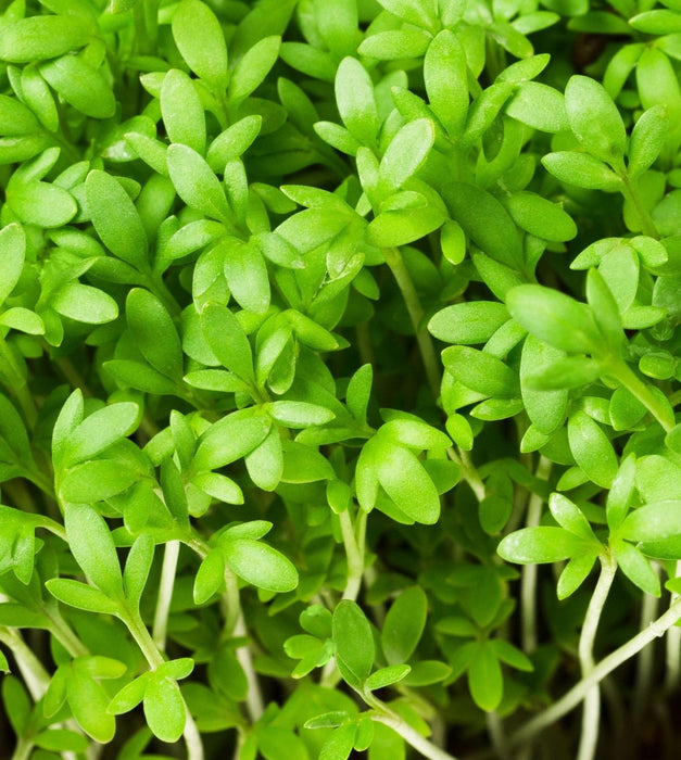 Garden Cress Microgreens / Halim 10 Seeds