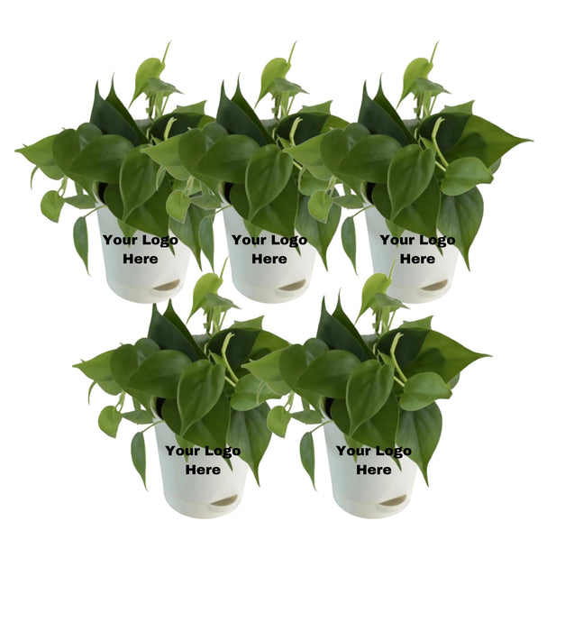 Philodendron Oxycardium Plant (Set Of 5)