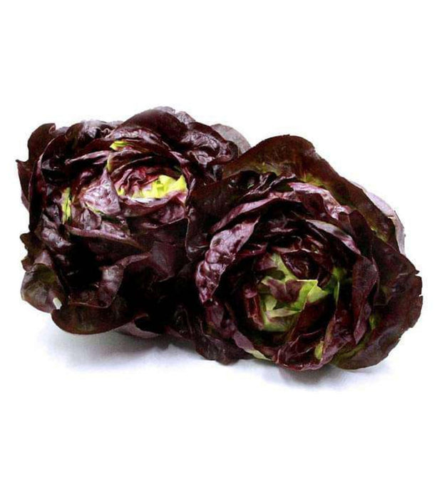 Lettuce Butter Head Red 10 seeds