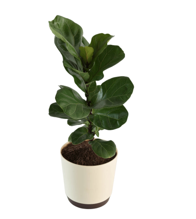 Fiddle leaf Fig — Plan A Plant