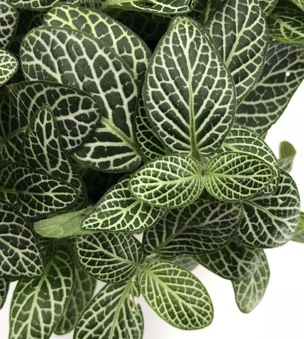Fittonia Green Plant