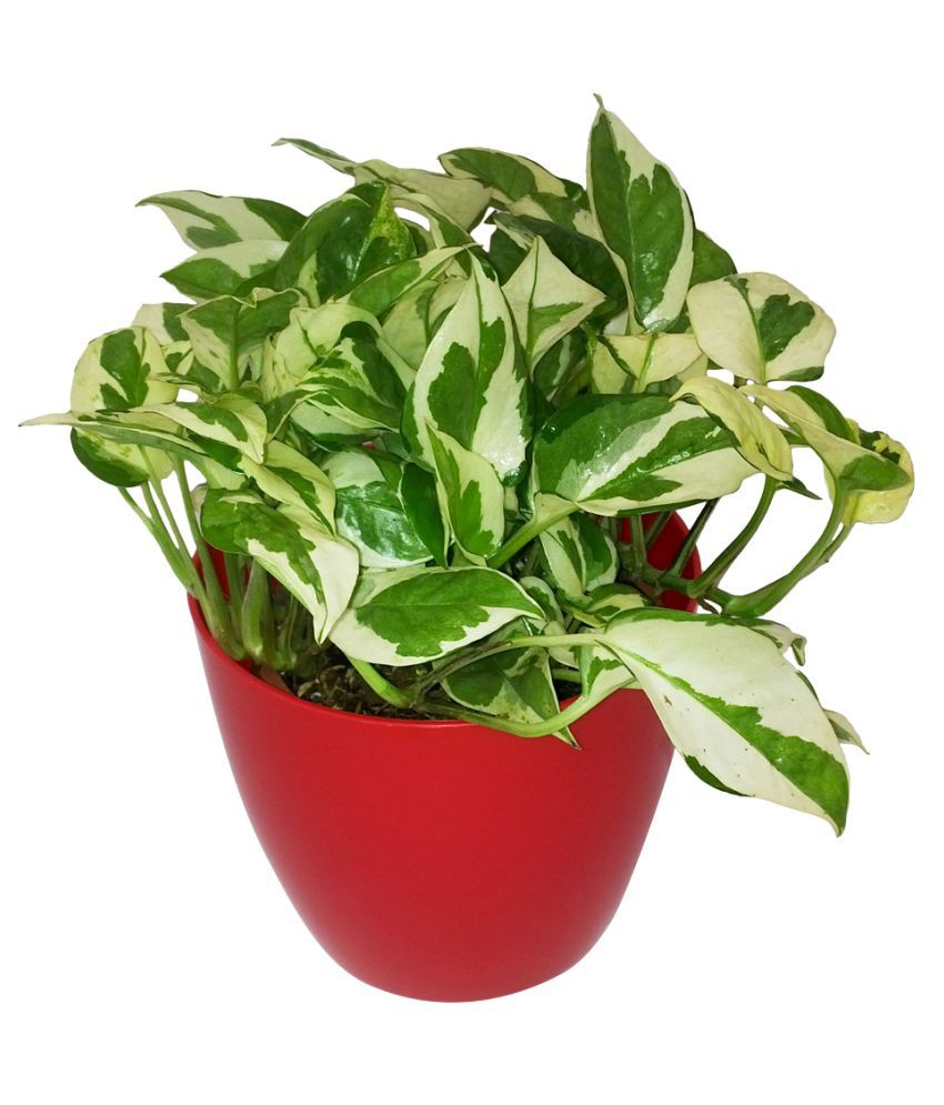 Money Plant N'Joy in 4 inch pot — Plan A Plant