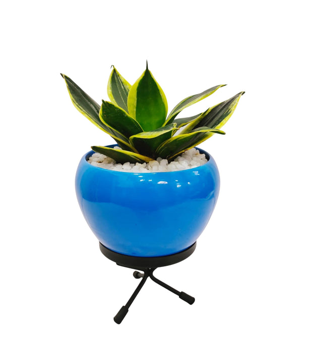 Orchid Pot with Stand