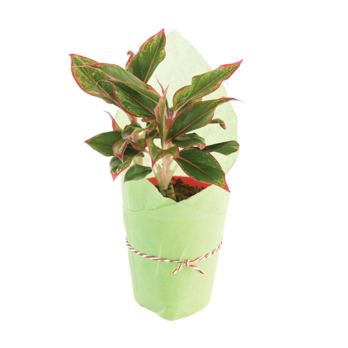 red aglaonema drooping Aglaonema Red plant wrapped — Plan A Plant