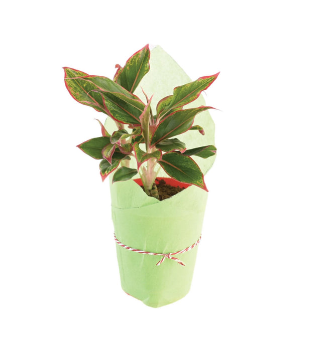 Aglaonema Red plant  wrapped