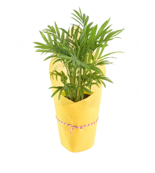 Bamboo Palm Plant Wrapped