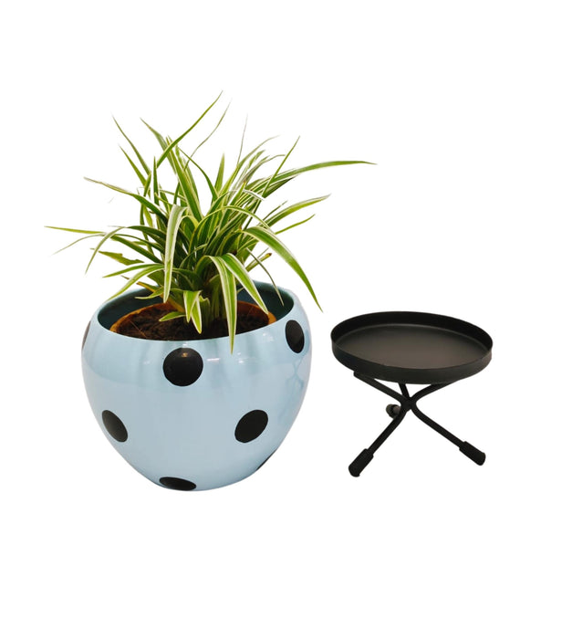 Orchid Polka Pot  with Stand