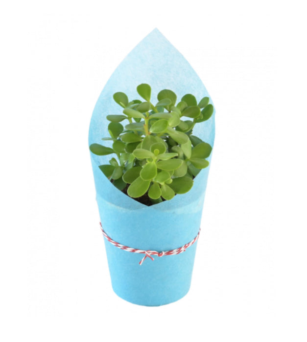 Jade Plant Wrapped