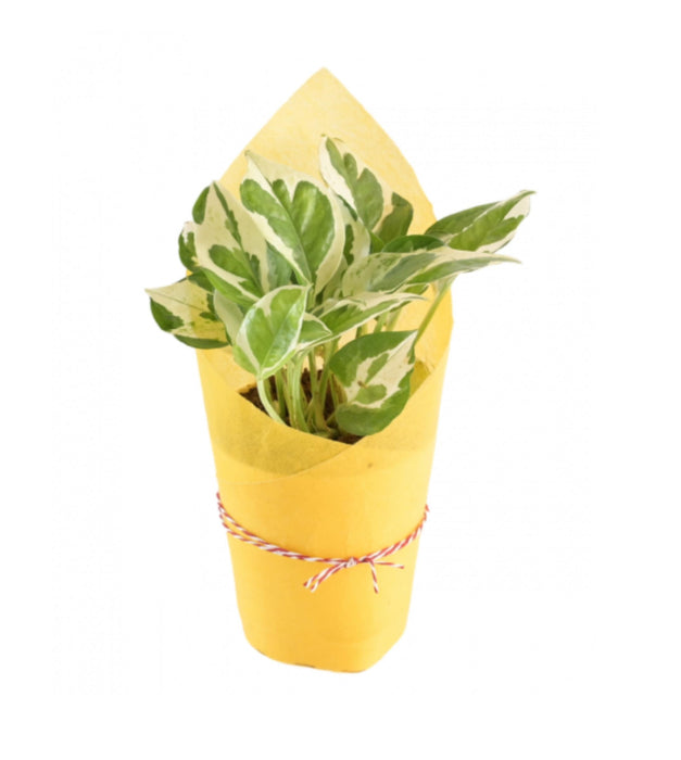 Money Plant Marble Prince Wrapped