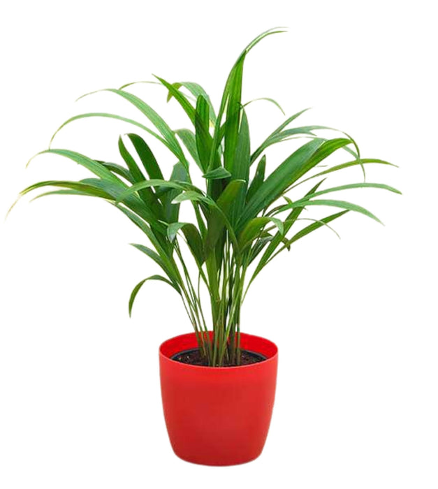 Areca palm in Red pot