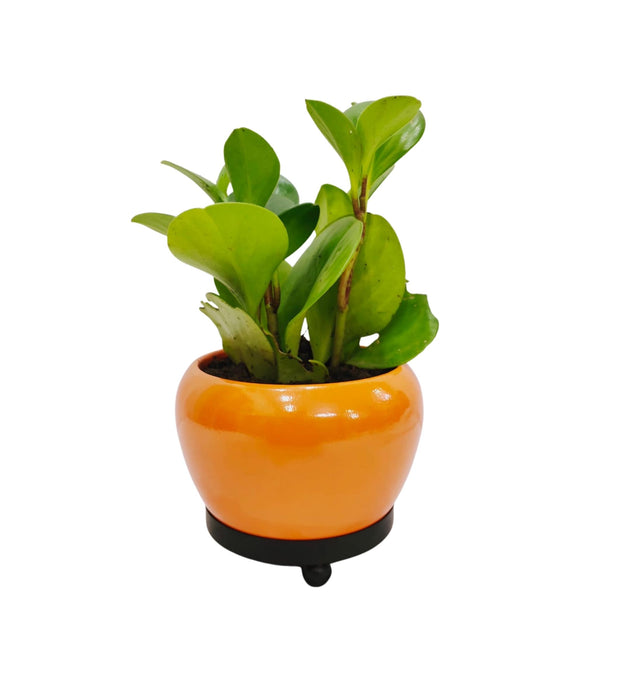 Orchid Pot with Plate Stand