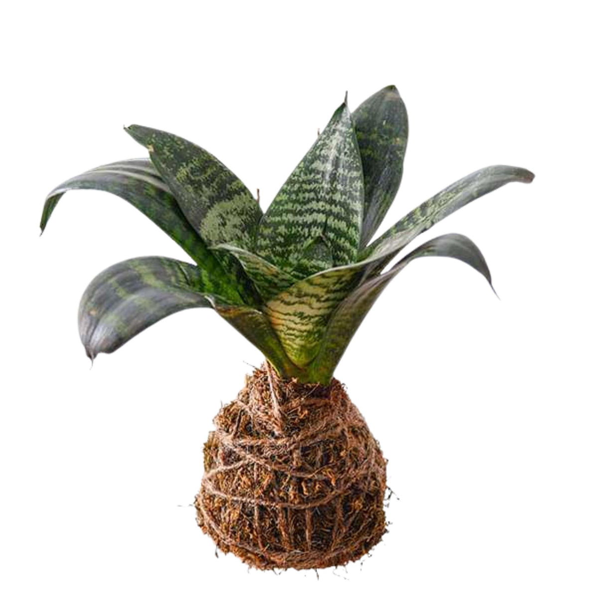 snake plant kokedama Sansevieria Plant