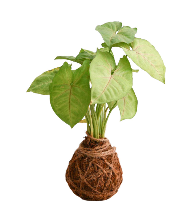Syngonium Plant  - Kokedama