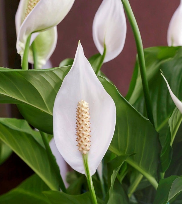 Peace Lily Plant with self watering pot
