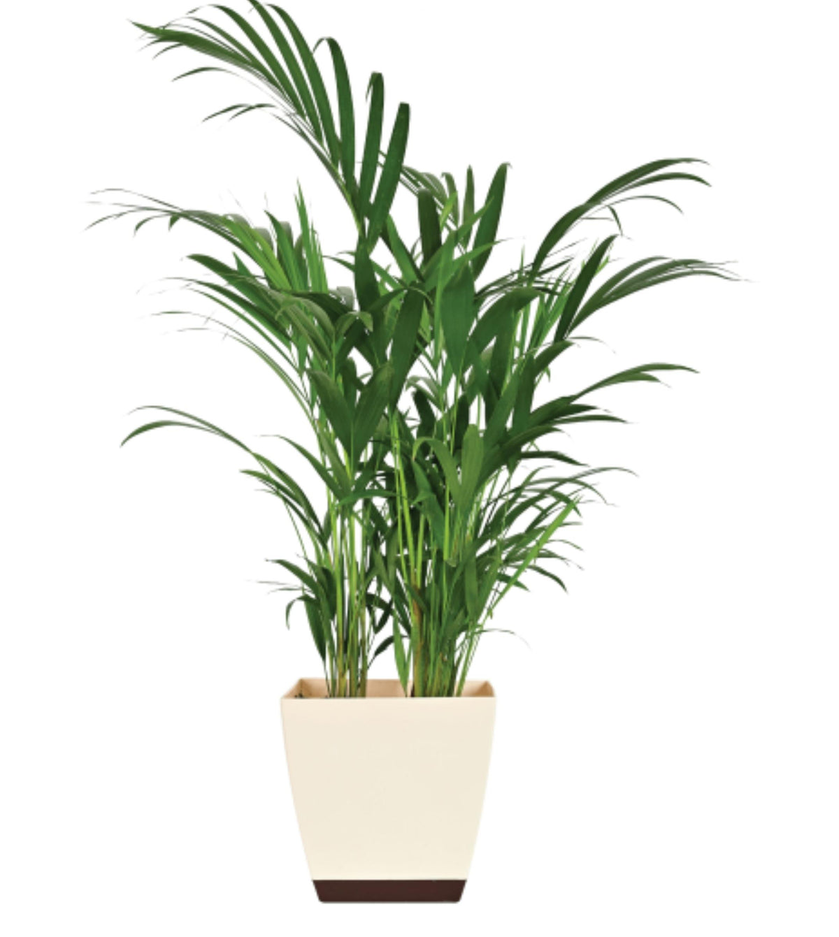 Areca Palm Big  Plan A Plant