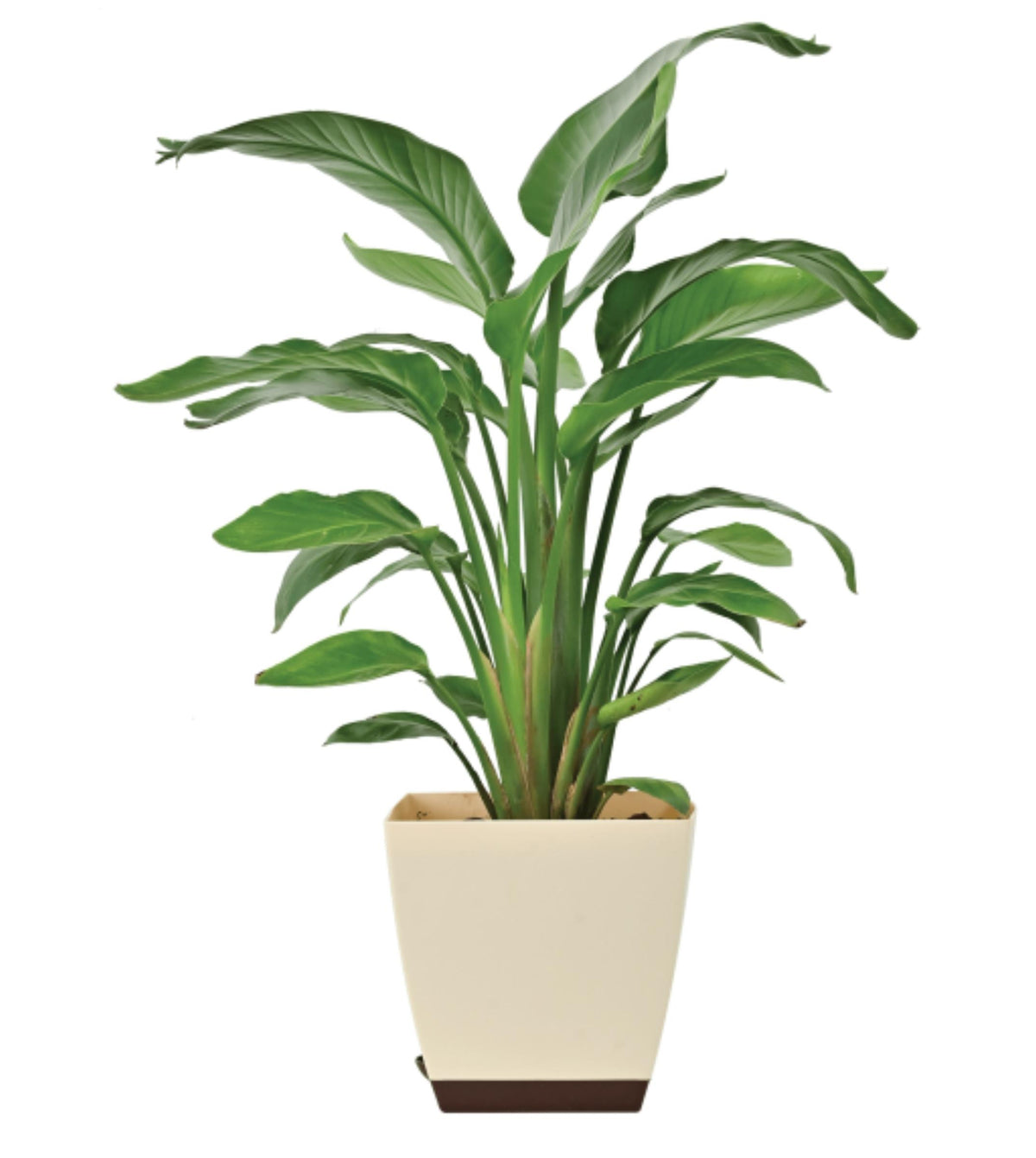 Bird Of Paradise Big Plan A Plant   Indoorshopify4inch 8 4d5059e5 30a9 491e Ab09 5eb5c3fb8148 1200x1341 