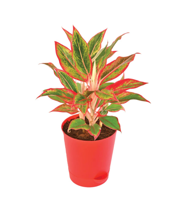 Aglaonema Red with 5 inch self watering pot
