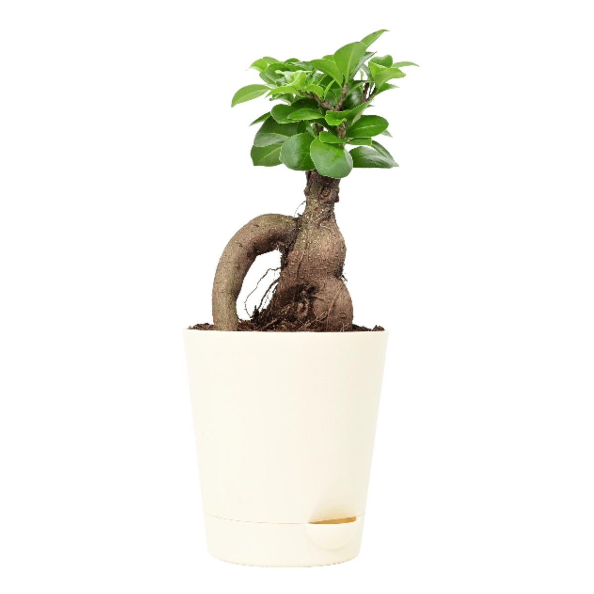 Ficus Bonsai Plant with Self Watering Pot — Plan A Plant