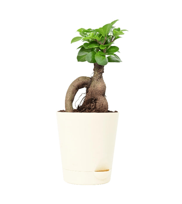 Ficus Bonsai Plant with Self Watering Pot
