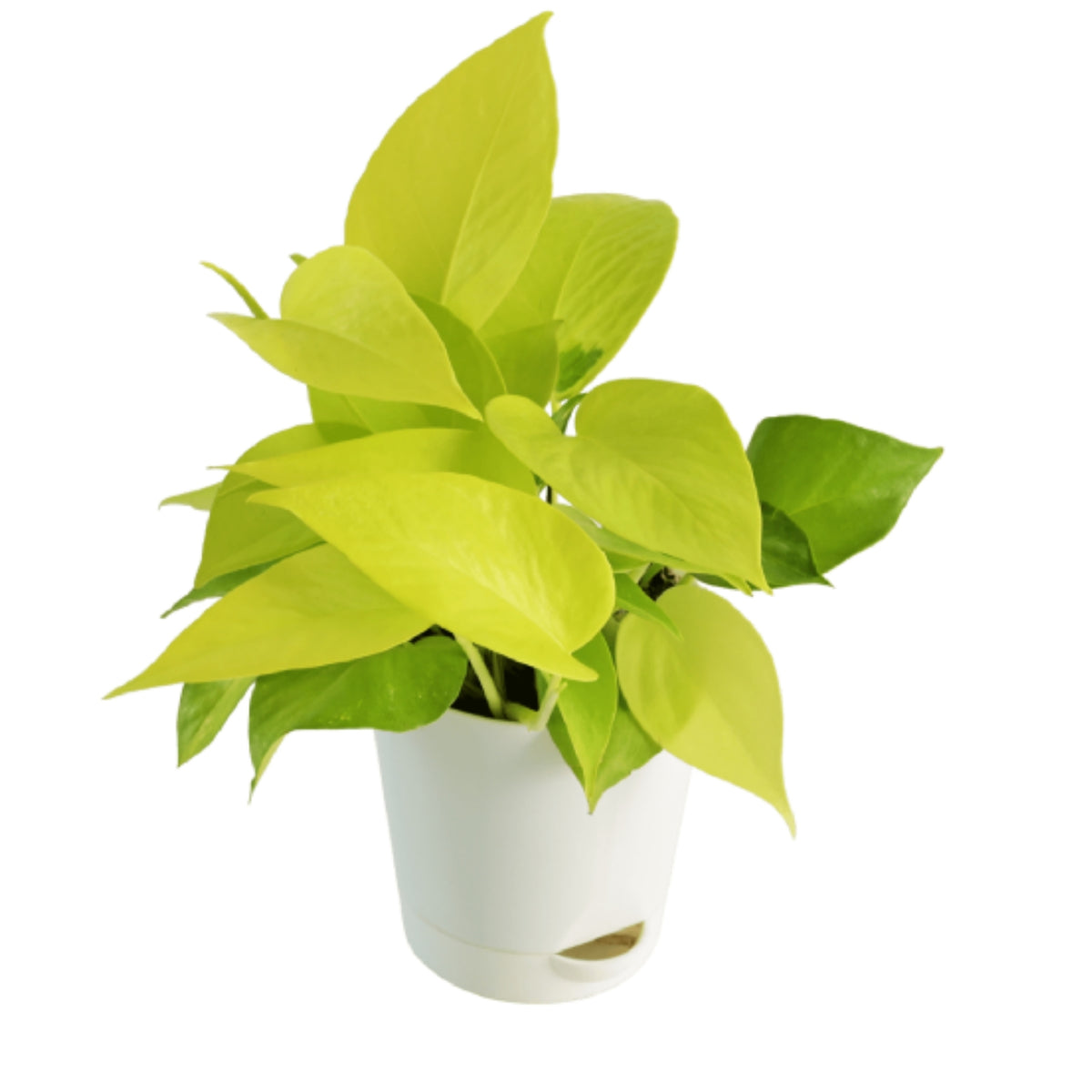 Money Plant Golden — Plan A Plant