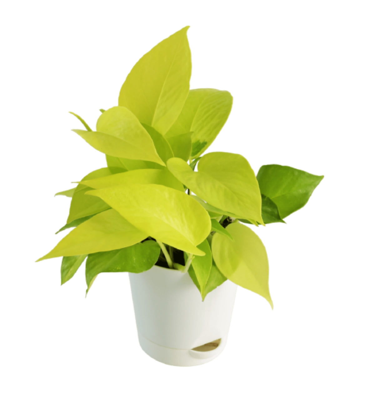 benefits of money plant Money Plant Golden — Plan A Plant