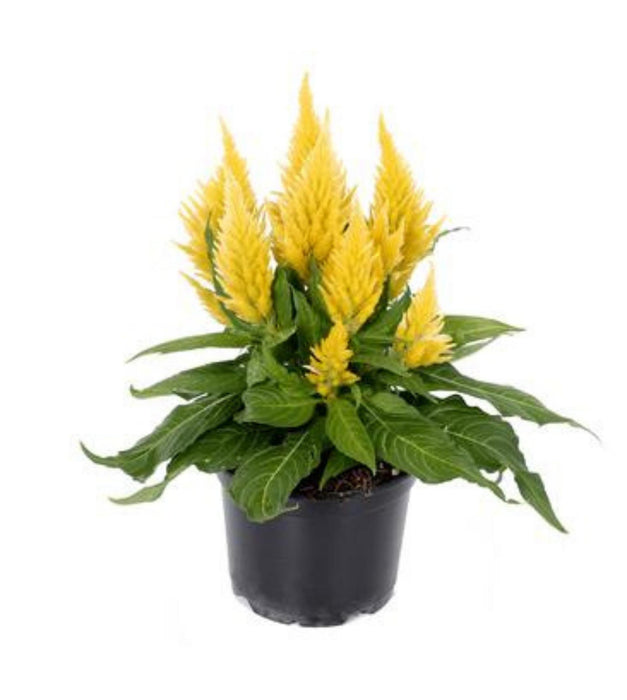 Celosia (Light Yellow) Plant