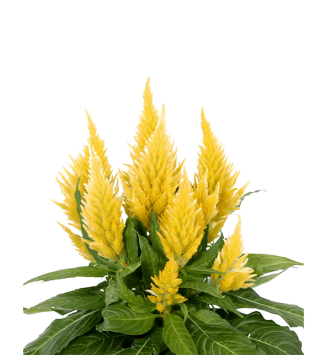 Celosia (Light Yellow) Plant